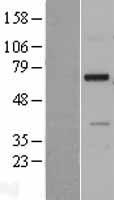 ls079625 ndnf human over expression lysates nm 024574 wb testing 1