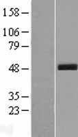 SCRN3 Human Over-expression Lysates NM_024583