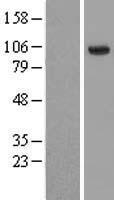 ls079654 hectd3 human over expression lysates nm 024602 wb testing 1