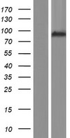 ls079658 arhgap10 human over expression lysates nm 024605 wb testing 1