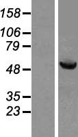 HSPBAP1 Human Over-expression Lysates NM_024610