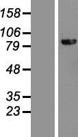 ls079665 dhx40 human over expression lysates nm 024612 wb testing 1