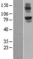 ls079671 nlrx1 human over expression lysates nm 024618 wb testing 1