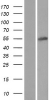 ls079684 msantd2 human over expression lysates nm 024631 wb testing 1