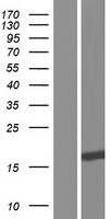 ls079685 sap30l human over expression lysates nm 001131063 wb testing 2