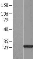 ls079685 sap30l human over expression lysates nm 024632 wb testing 1