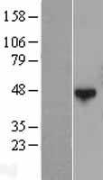 QTRTD1 (QTRT2) Human Over-expression Lysates NM_024638