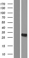 ls079693 yrdc human over expression lysates nm 024640 wb testing 1