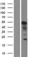 C14ORF140 (ZC2HC1C) Human Over-expression Lysates NM_024643