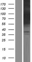 C14orf169 Human Over-expression Lysates NM_024644
