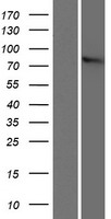 ZYG11B Human Over-expression Lysates NM_024646