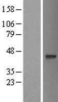 ls079701 c17orf101 ogfod3 human over expression lysates nm 175902 wb testing 1