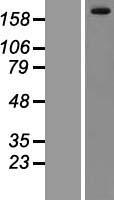 LRRK1 Human Over-expression Lysates NM_024652