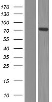 NOL9 Human Over-expression Lysates NM_024654