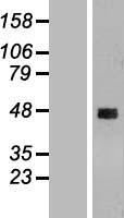 CCDC51 Human Over-expression Lysates NM_024661