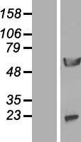 NPEPL1 Human Over-expression Lysates NM_024663