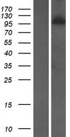 ls079726 wdr59 human over expression lysates nm 030581 wb testing 1
