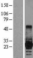Lin28 (LIN28A) Human Over-expression Lysates NM_024674