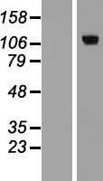 E2F8 Human Over-expression Lysates NM_024680