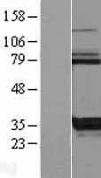 ls079734 kctd17 human over expression lysates nm 024681 wb testing 1