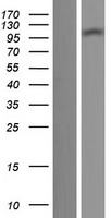 ls079739 ttll7 human over expression lysates nm 024686 wb testing 1