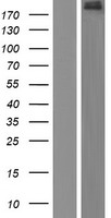 ADGB Human Over-expression Lysates NM_024694
