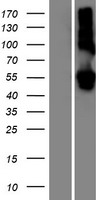 LMAN1L Human Over-expression Lysates NM_021819