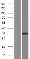 ZFAND1 Human Over-expression Lysates NM_001170797