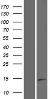ls079763 isoc2 human over expression lysates nm 001136202 wb testing 2