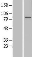 CCDC82 Human Over-expression Lysates NM_024725
