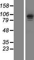 ls079781 iqca1 human over expression lysates nm 024726 wb testing 1