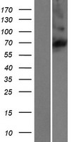 C16orf44 (KLHL36) Human Over-expression Lysates NM_024731