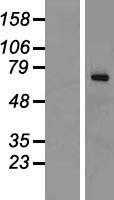 ALG9 Human Over-expression Lysates NM_024740