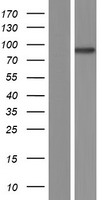 ARMC5 Human Over-expression Lysates NM_024742
