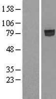 SHCBP1 Human Over-expression Lysates NM_024745