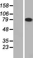 ls079802 hhipl2 human over expression lysates nm 024746 wb testing 1