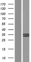 VASH2 Human Over-expression Lysates NM_001136474