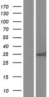 VASH2 Human Over-expression Lysates NM_001136475