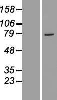 GSTCD Human Over-expression Lysates NM_001031720