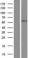 GSTCD Human Over-expression Lysates NM_024751