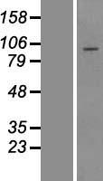 TTC21B Human Over-expression Lysates NM_024753