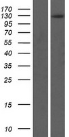 ls079812 multimerin 2 mmrn2 human over expression lysates nm 024756 wb testing 1