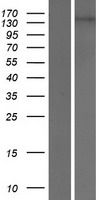 EHMT1/GLP (EHMT1) Human Over-expression Lysates NM_024757