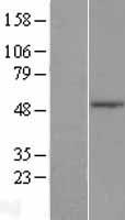 ls079816 tle6 human over expression lysates nm 024760 wb testing 1