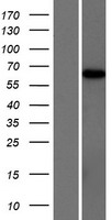 ARHGAP28 Human Over-expression Lysates NM_001010000