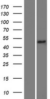 ls079828 mettl8 human over expression lysates nm 024770 wb testing 1