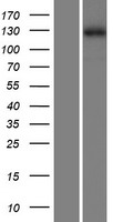 ls079830 zmym1 human over expression lysates nm 024772 wb testing 1