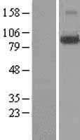 ls079836 lonrf3 human over expression lysates nm 001031855 wb testing 1
