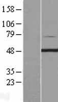 ls079837 pip4k2c human over expression lysates nm 024779 wb testing 1