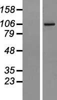 AGBL2 Human Over-expression Lysates NM_024783